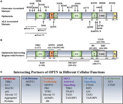 Altered Functions and Interactions of Glaucoma-Associated Mutants of Optineurin